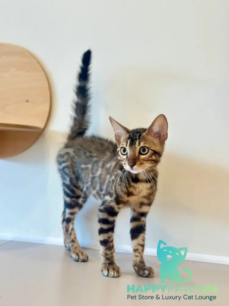 Baron Bengal male black spotted tabby - live animals