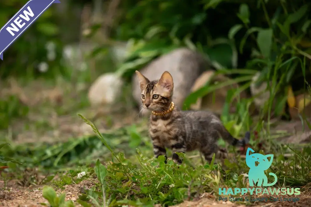 Baron Bengal male black spotted tabby - live animals