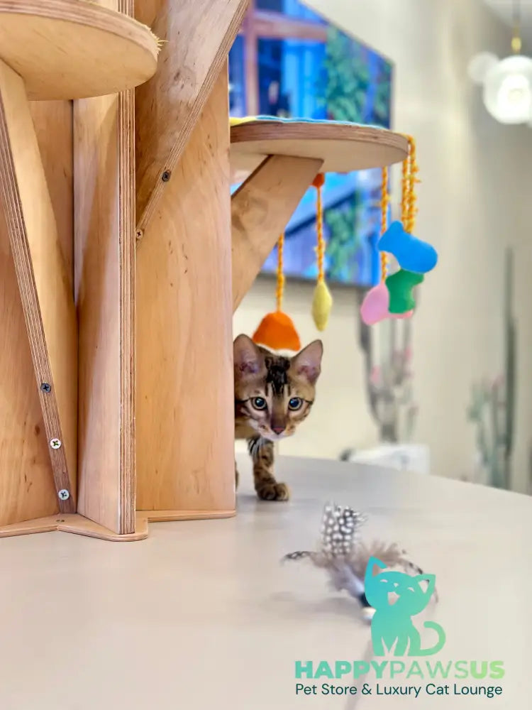 Baron Bengal male black spotted tabby - live animals