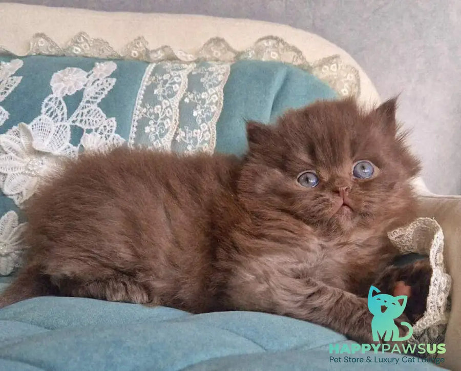 Baron British Longhair male chocolate - live animals