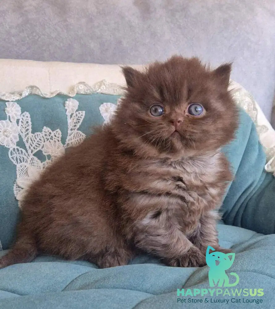 Baron British Longhair male chocolate - live animals