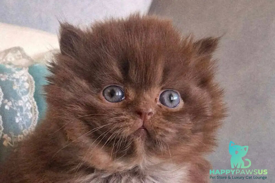 Baron British Longhair male chocolate - live animals