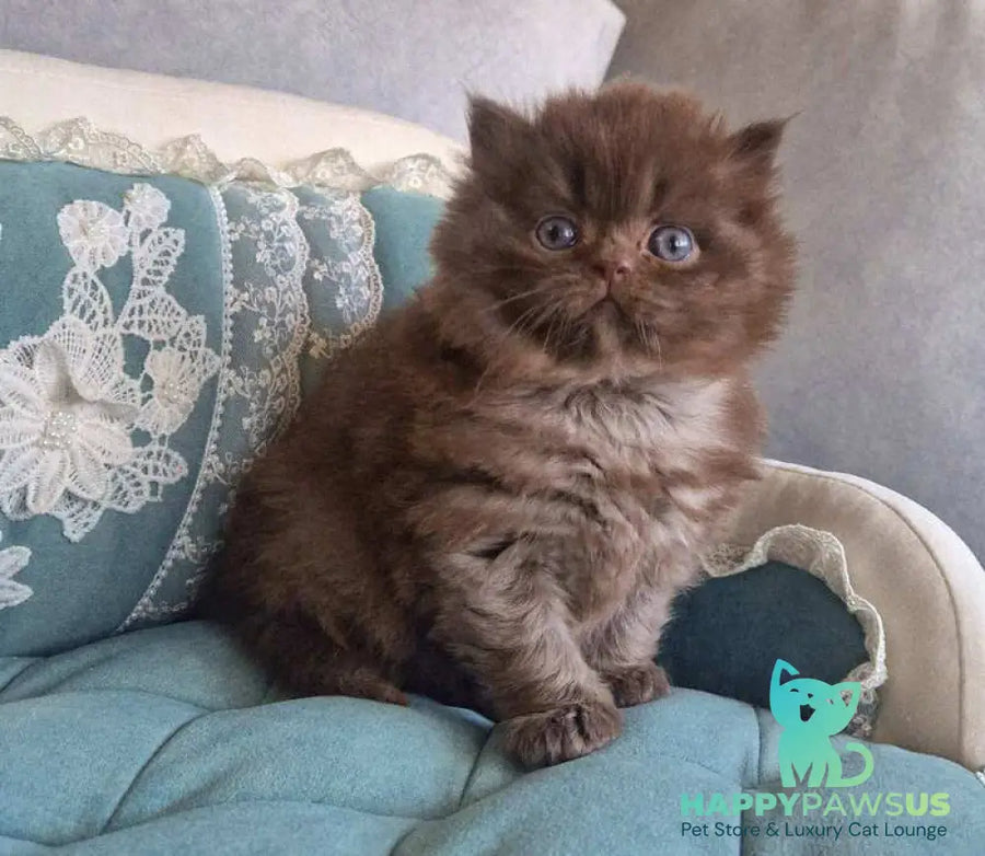 Baron British Longhair male chocolate - live animals