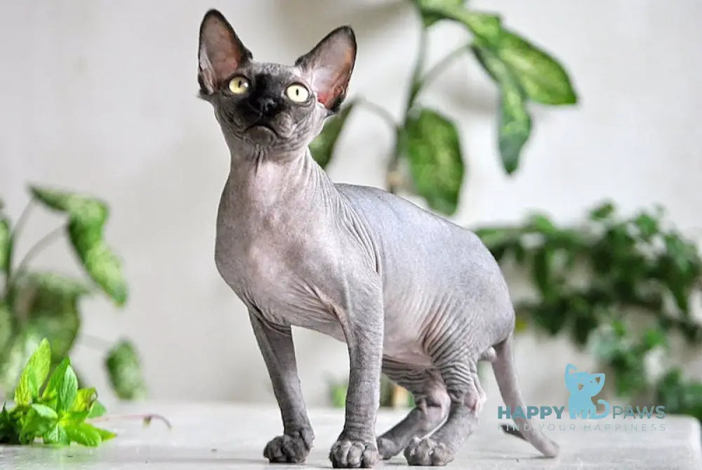 Baron Canadian Sphynx male black live animals