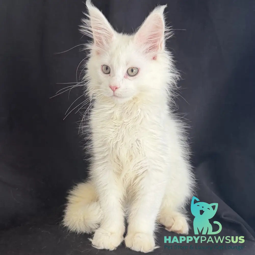 Baron Maine Coon male white - live animals