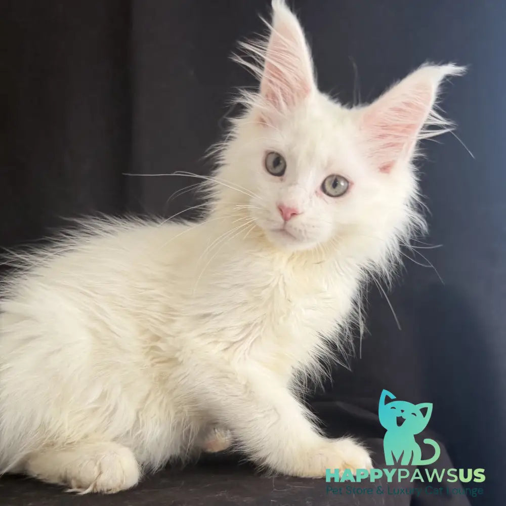 Baron Maine Coon male white - live animals
