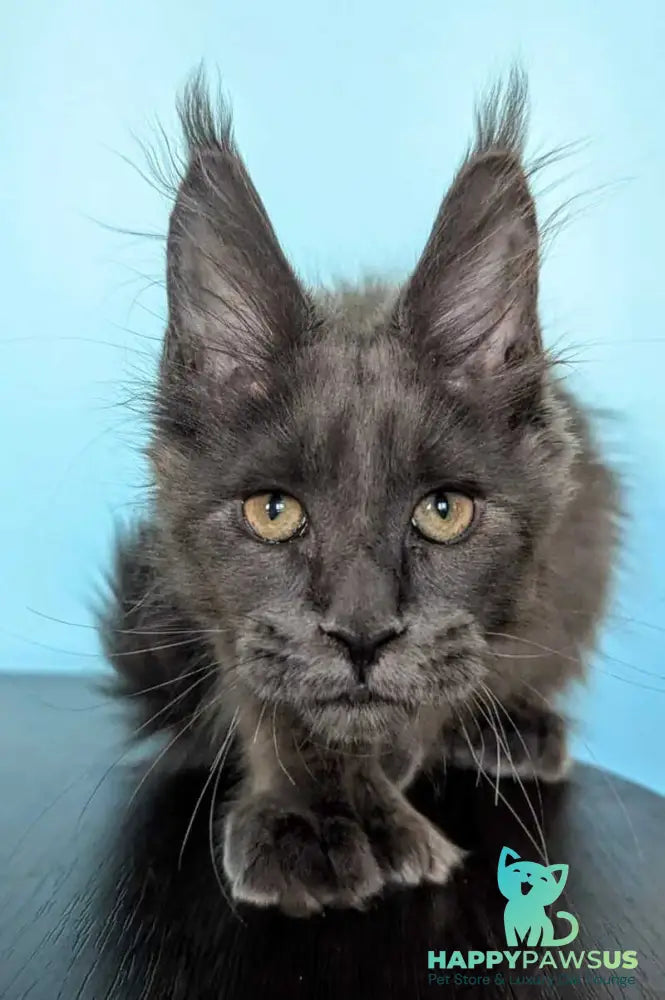 Baron Maine Coon polydactyl male blue - live animals
