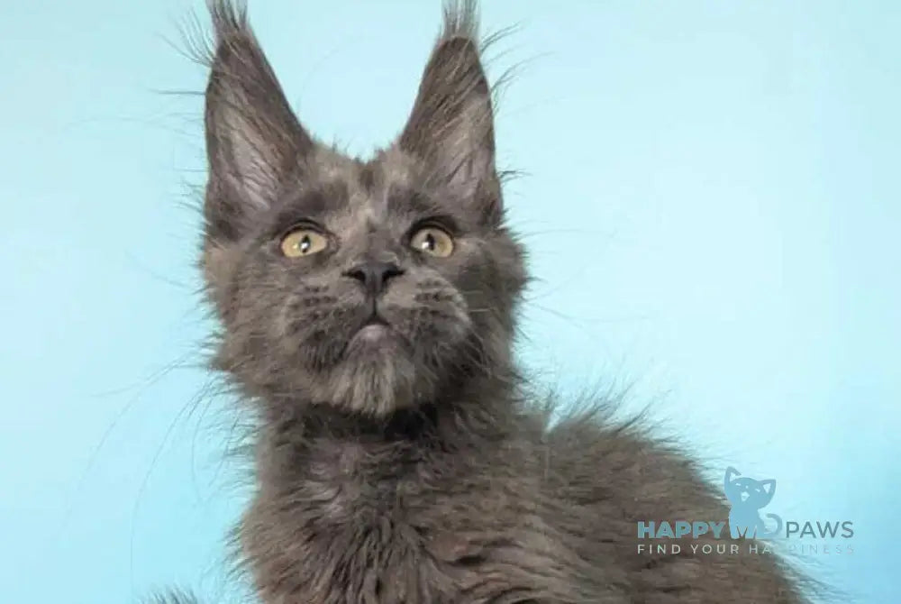 Baron Maine Coon polydactyl male blue - live animals