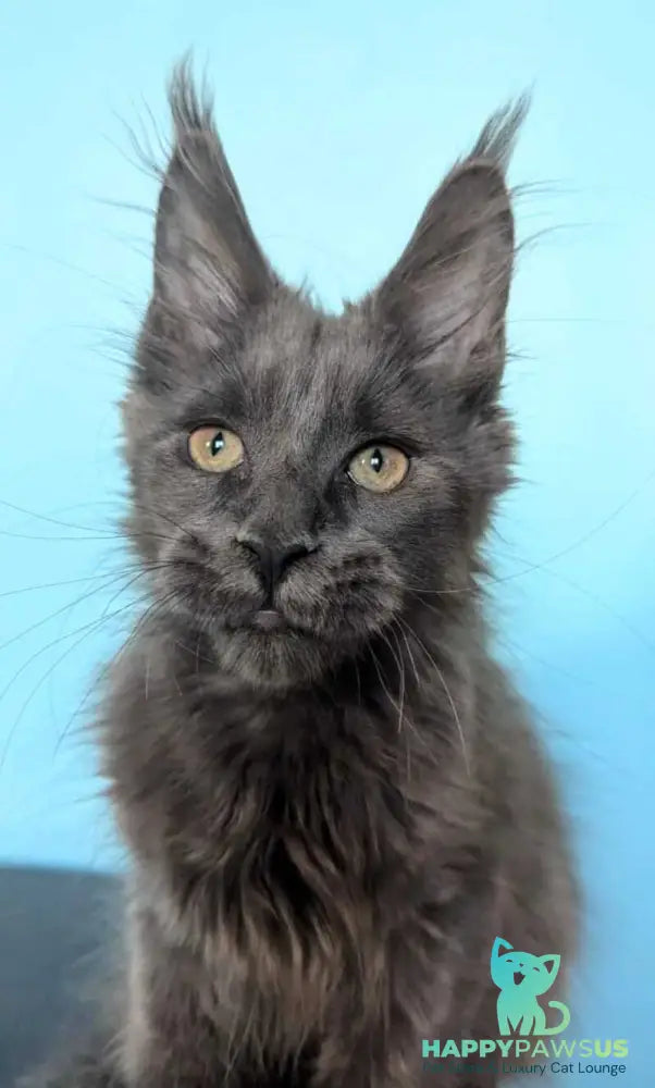 Baron Maine Coon polydactyl male blue - live animals