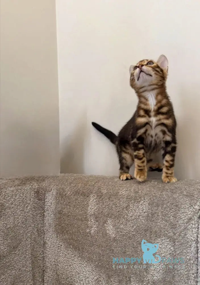 Barry Bengal male black tabby - live animals