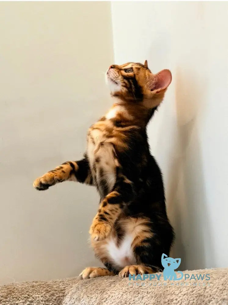 Barry Bengal male black tabby - live animals