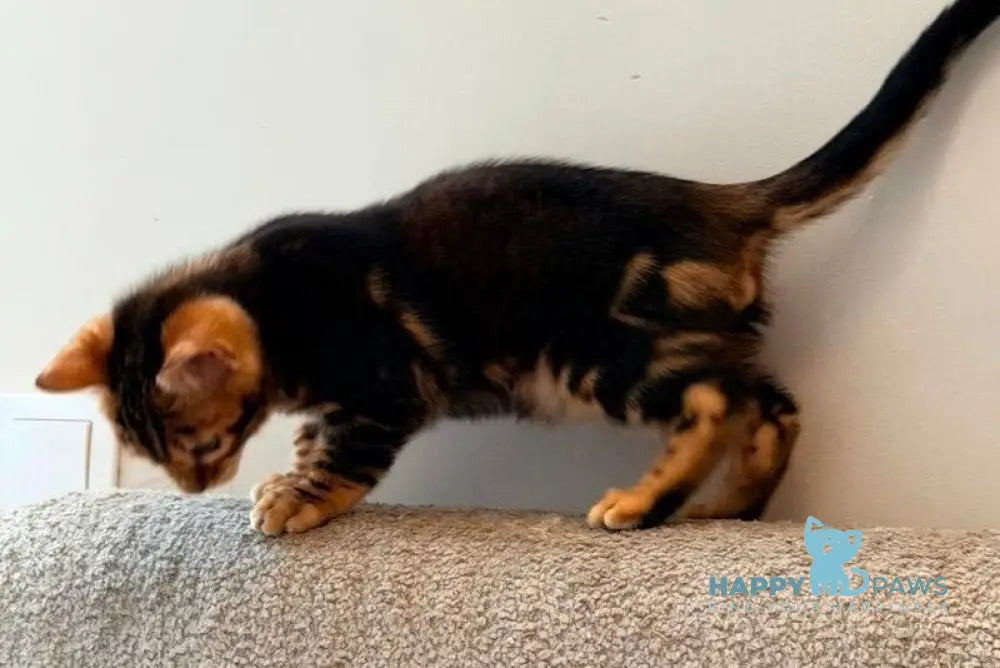 Barry Bengal male black tabby - live animals