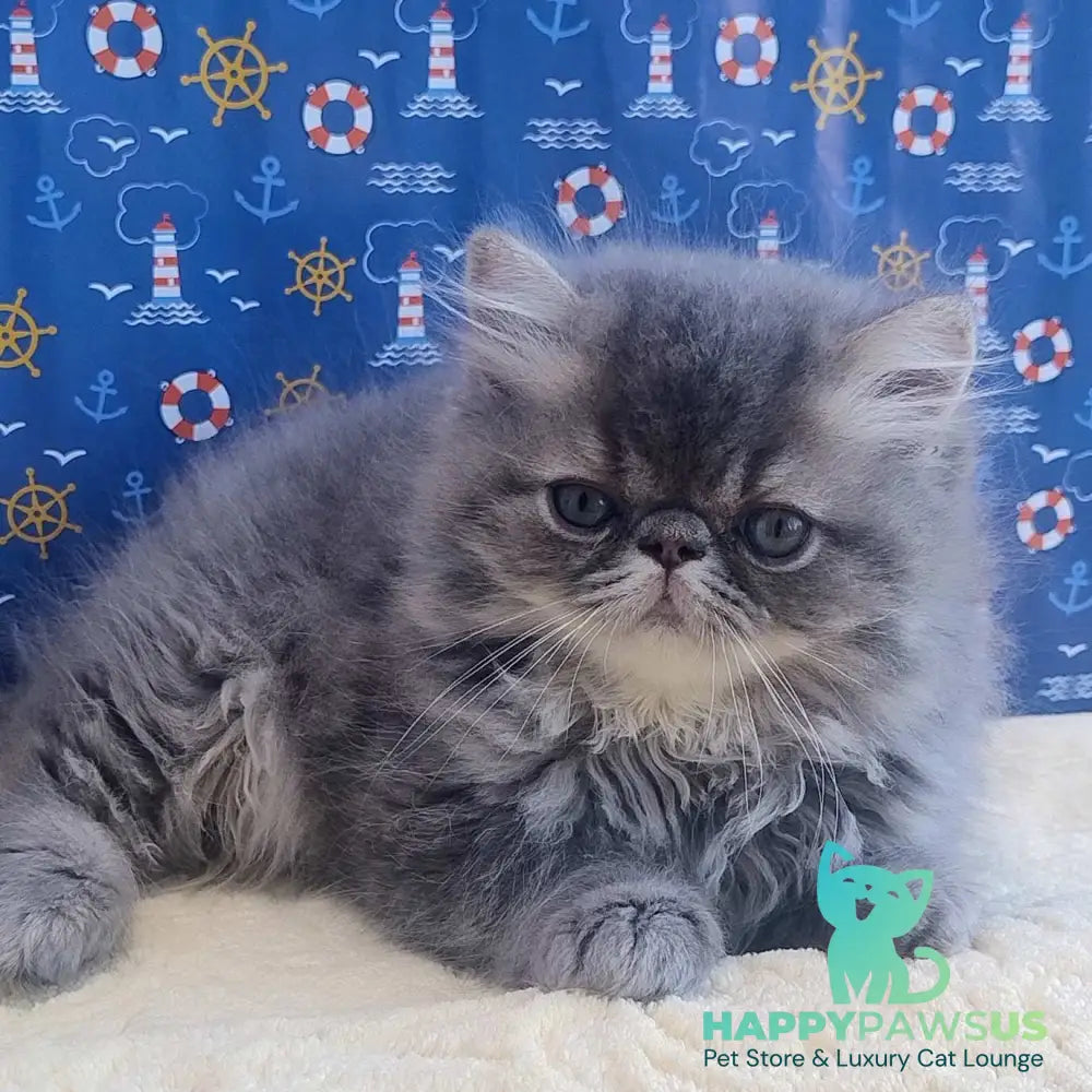 Bars Persian male blue tabby - live animals