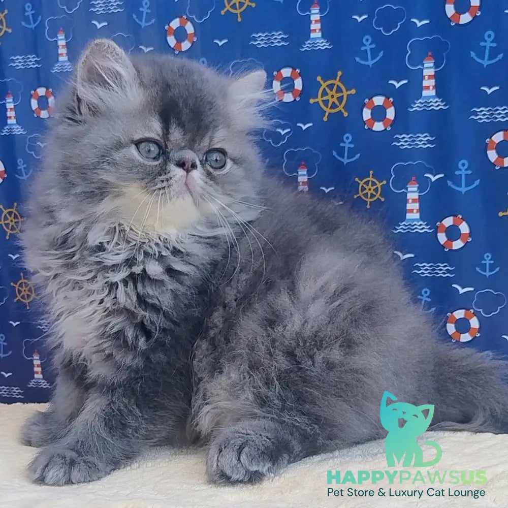 Bars Persian male blue tabby - live animals