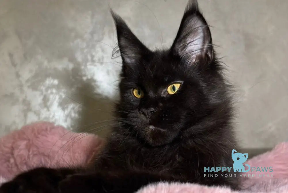 Barsa Maine Coon male black - live animals