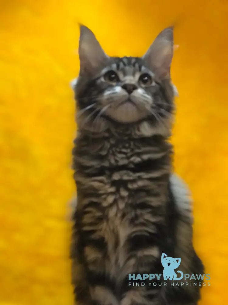 Barselona Maine Coon female black tabby live animals
