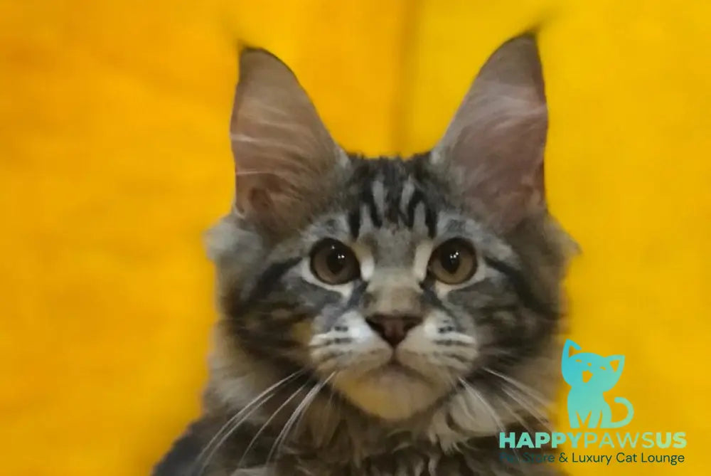 Barselona Maine Coon female black tabby live animals