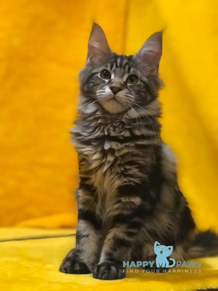 Barselona Maine Coon female black tabby live animals
