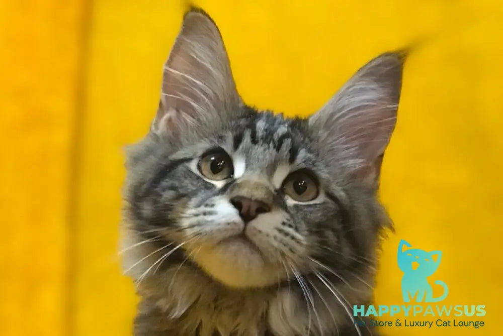 Barselona Maine Coon female black tabby live animals
