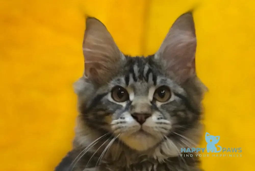 Barselona Maine Coon female black tabby live animals