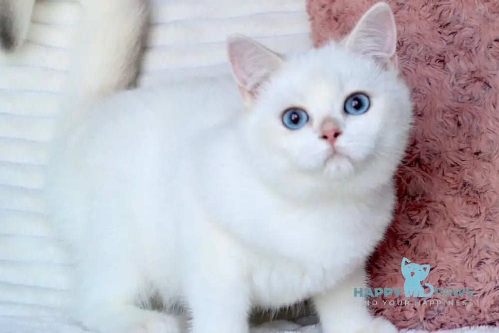 Bart British Shorthair male blue golden shaded pointed live animals