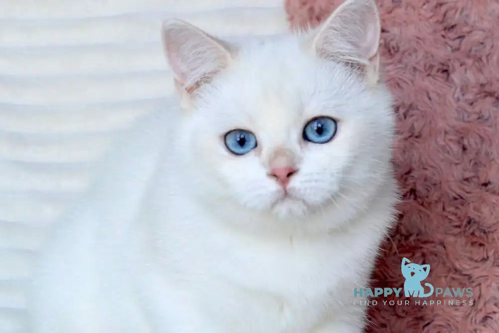 Bart British Shorthair male blue golden shaded pointed live animals