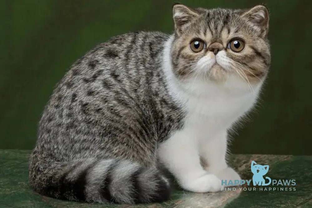 Basic Exotic male black bicolour spotted tabby - live animals