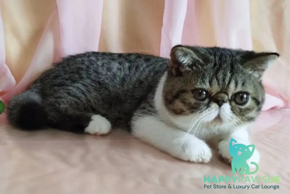 Basic Exotic male black bicolour spotted tabby - live animals