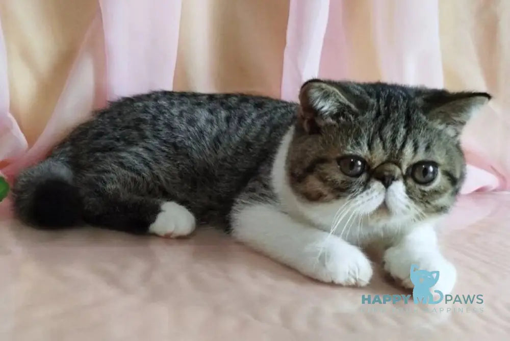 Basic Exotic male black bicolour spotted tabby - live animals