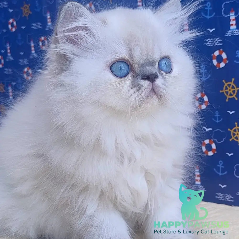 Bassi Persian female blue pointed - live animals