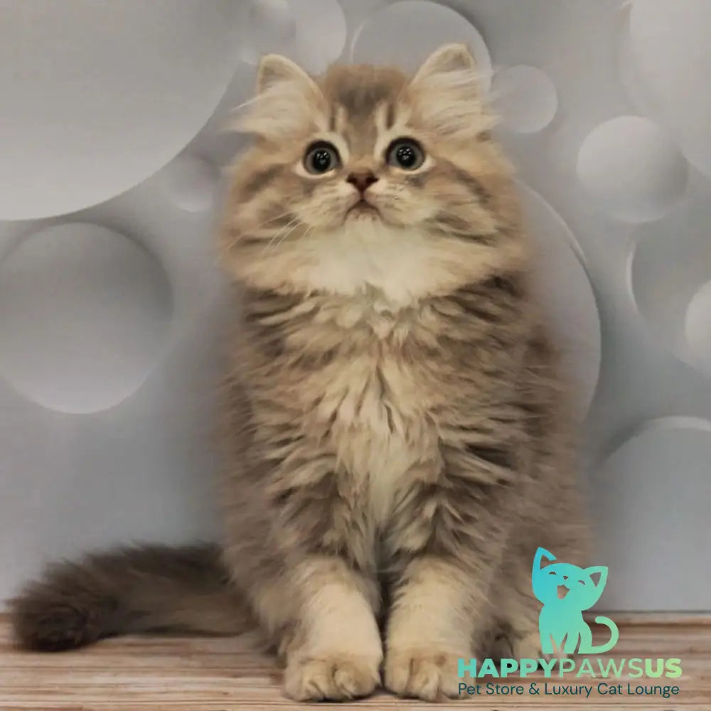 Basted British Longhair female blue golden ticked tabby - live animals