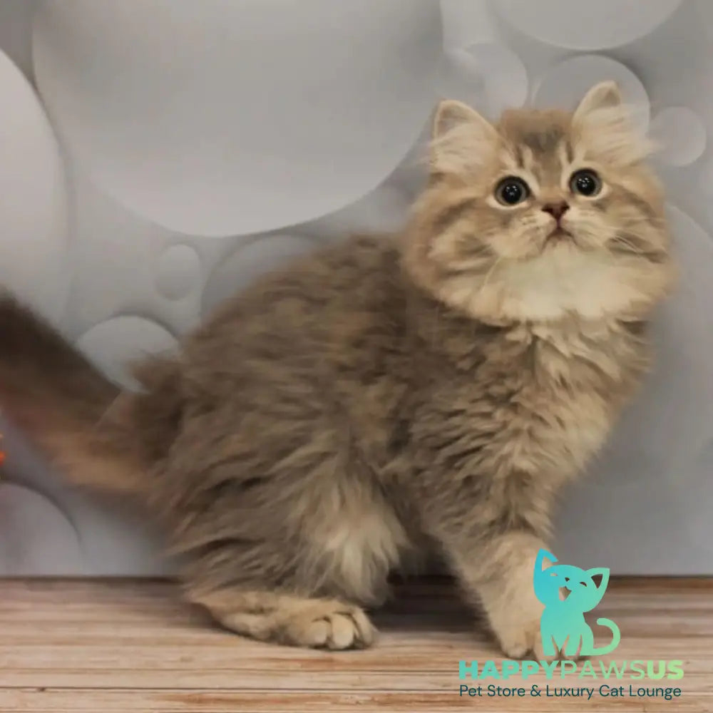 Basted British Longhair female blue golden ticked tabby - live animals