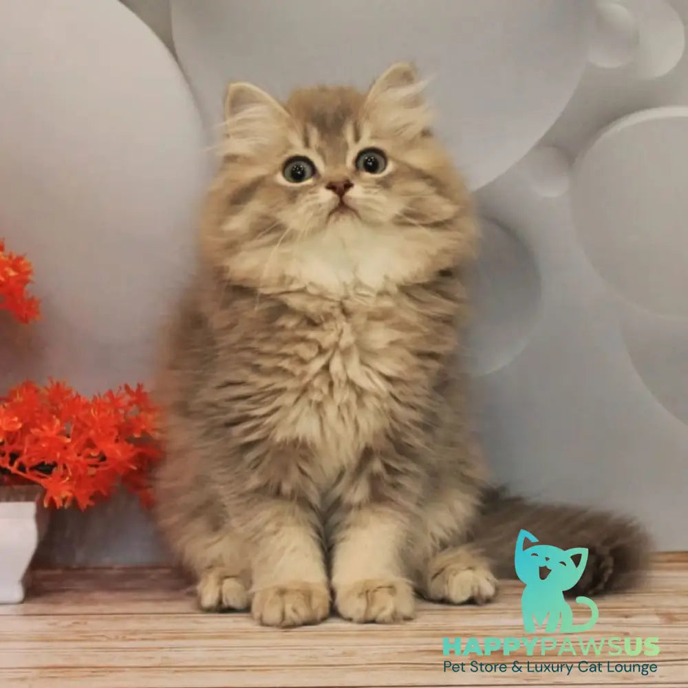 Basted British Longhair female blue golden ticked tabby - live animals