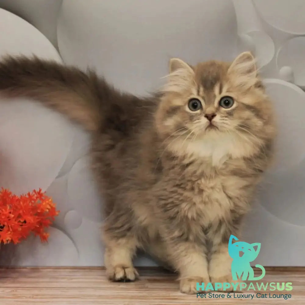 Basted British Longhair female blue golden ticked tabby - live animals