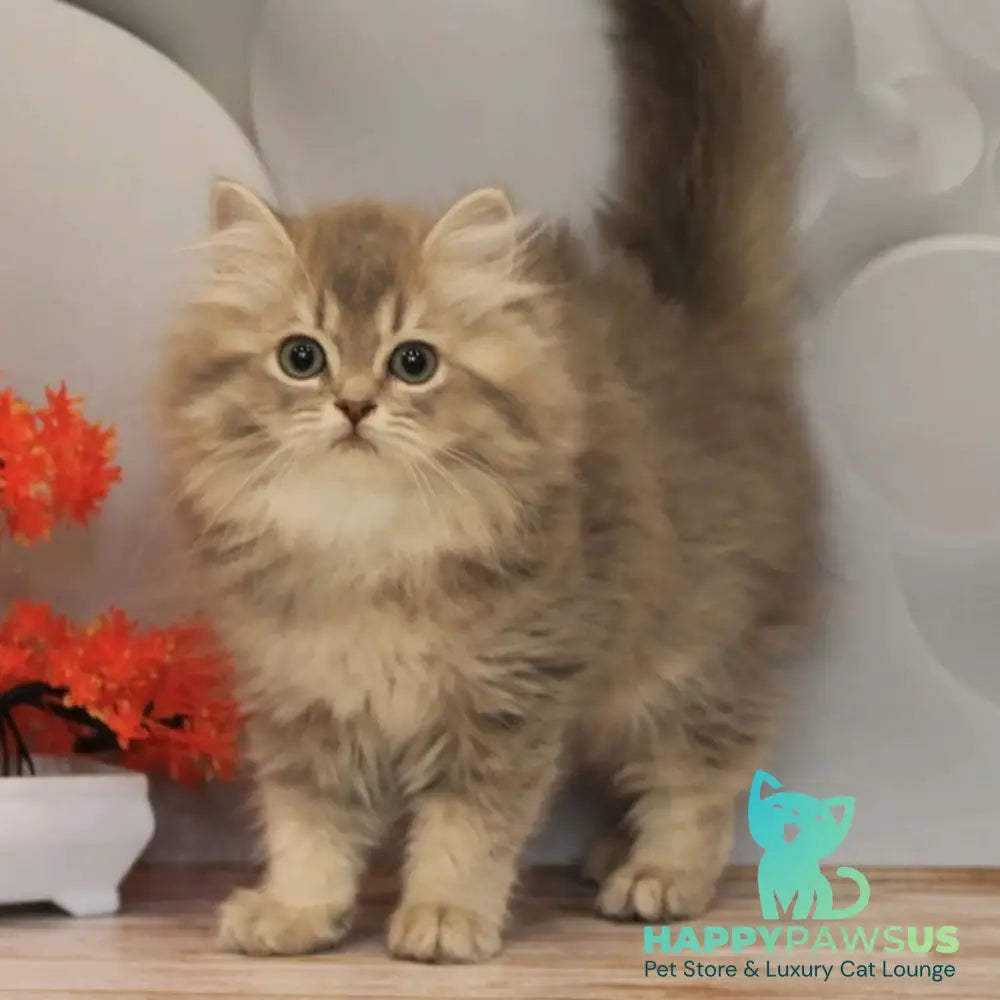 Basted British Longhair female blue golden ticked tabby - live animals