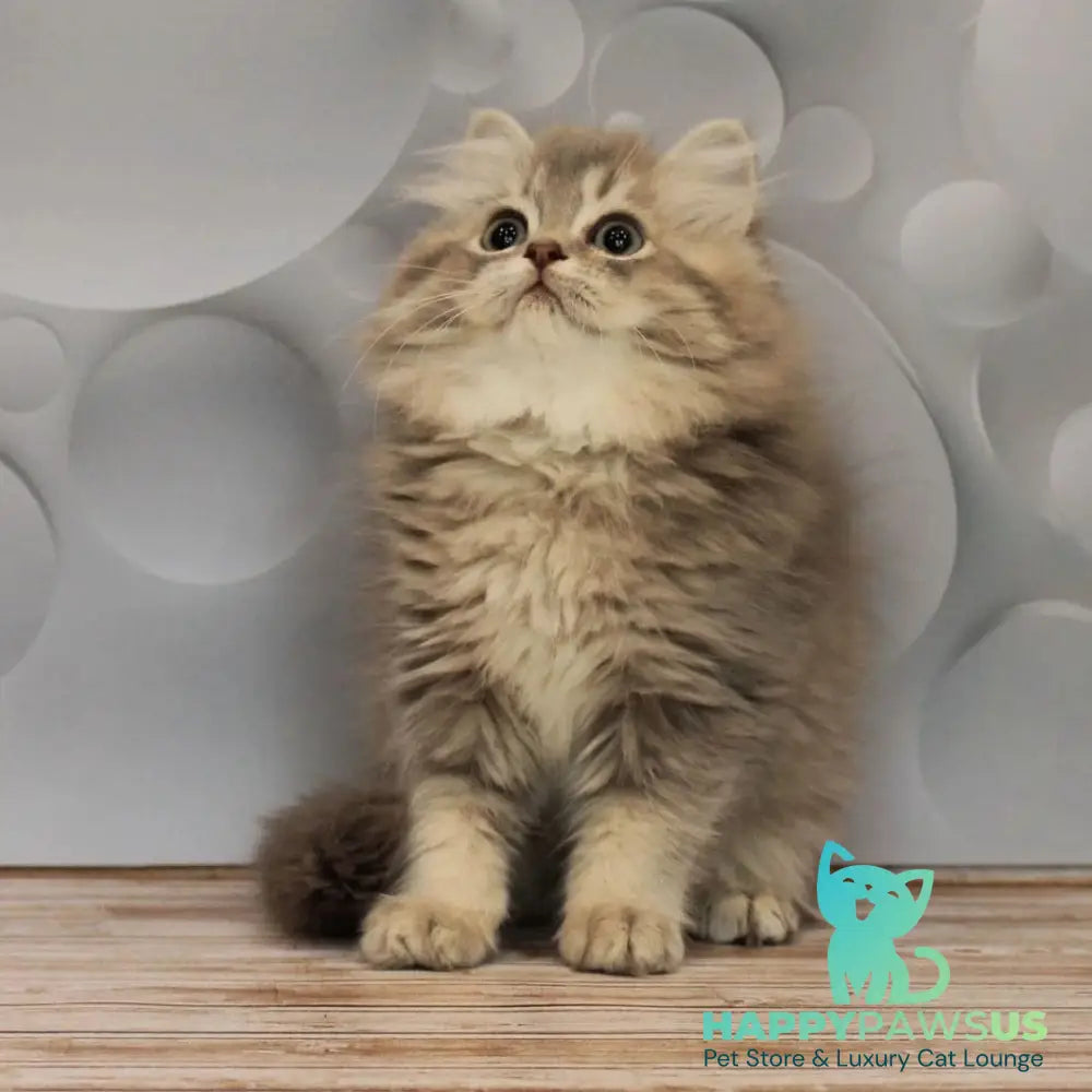 Basted British Longhair female blue golden ticked tabby - live animals