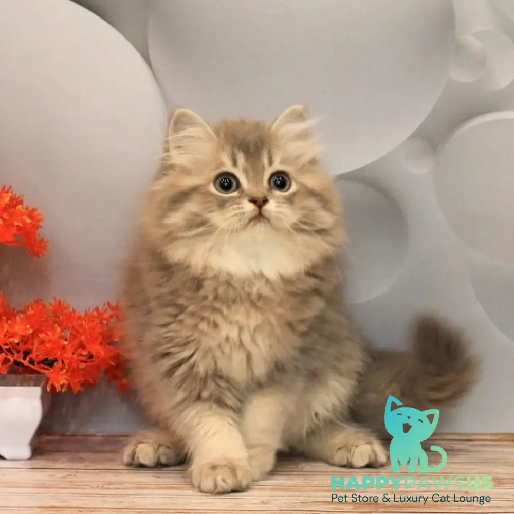 Basted British Longhair female blue golden ticked tabby - live animals