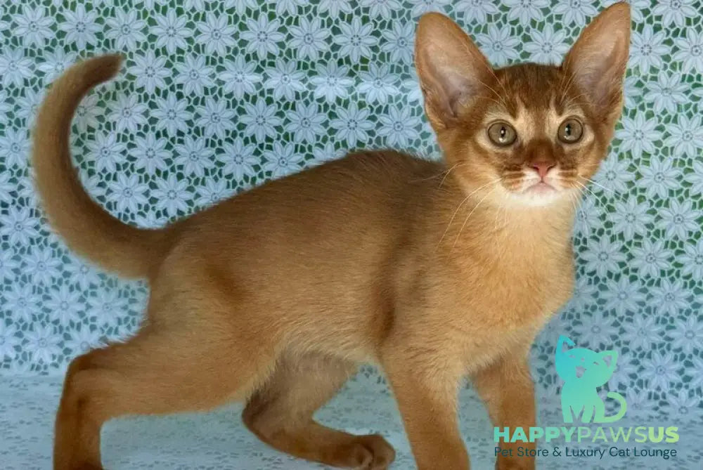 Bastet Abyssinian female sorrel - live animals
