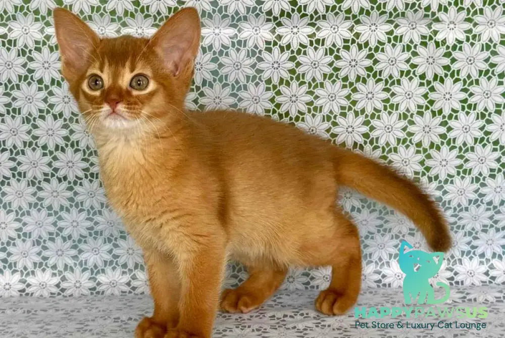 Bastet Abyssinian female sorrel - live animals