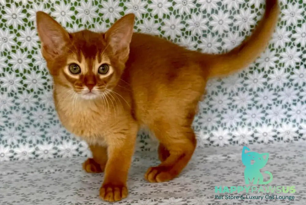 Bastet Abyssinian female sorrel - live animals