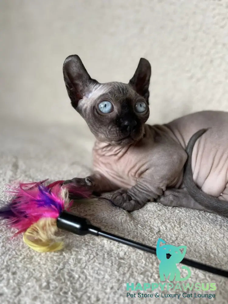 Bastet Dwelf female blue - live animals