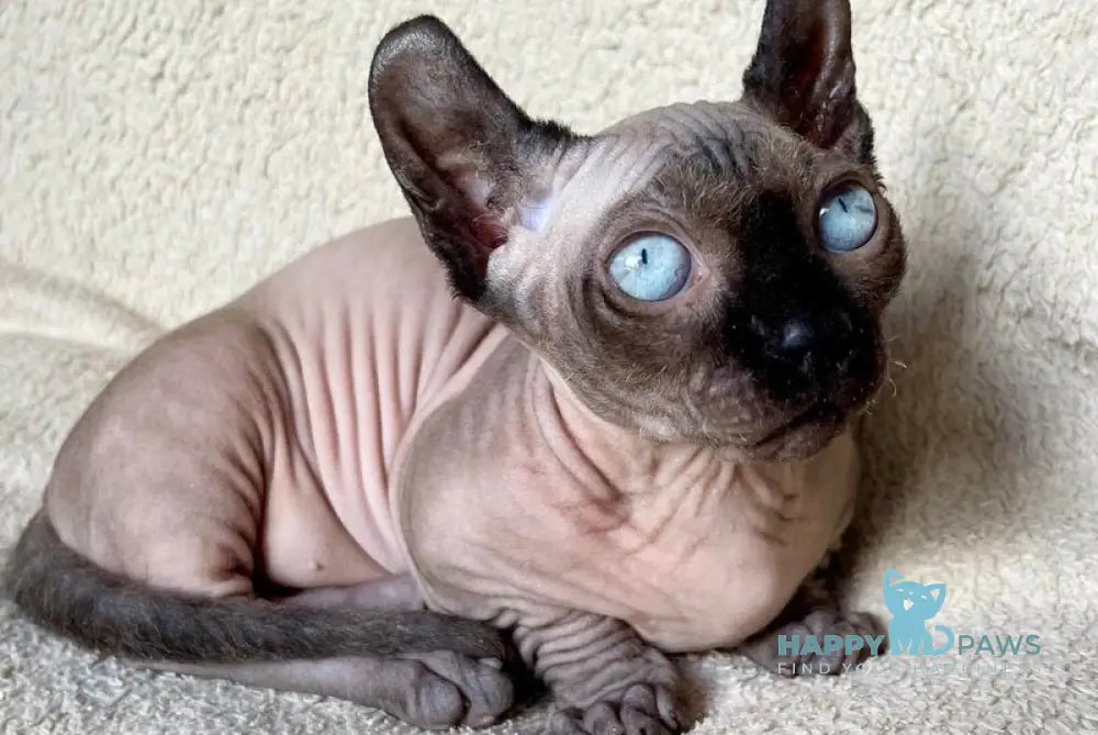 Bastet Dwelf female blue - live animals