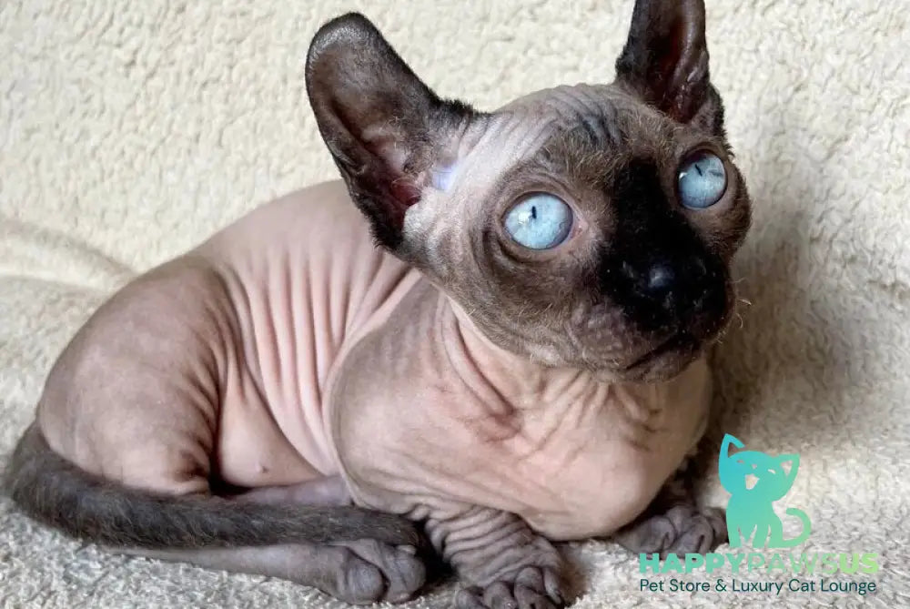 Bastet Dwelf female blue - live animals