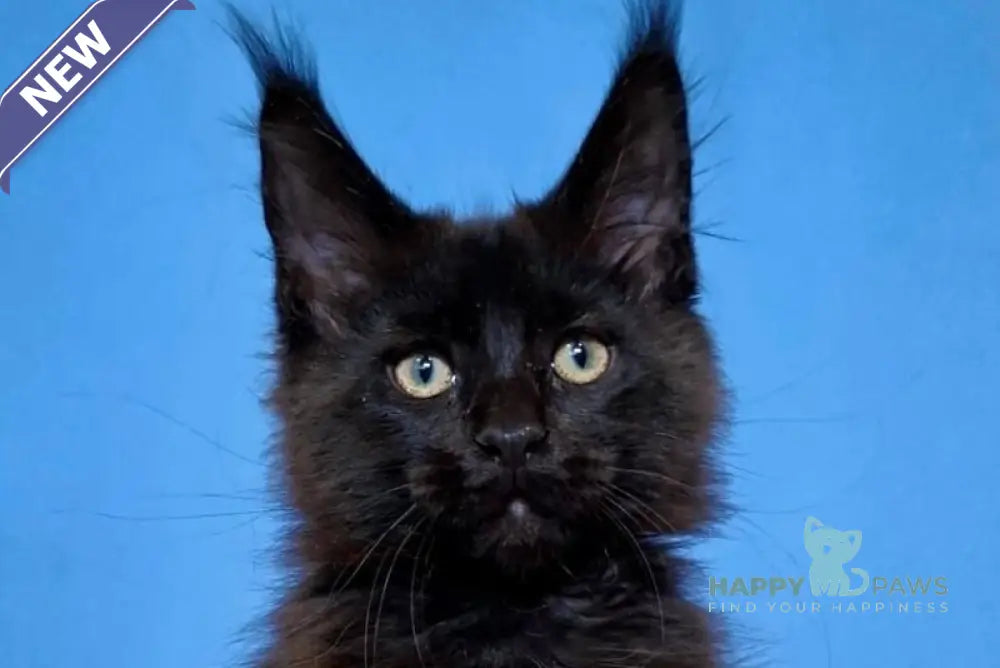 Bastet Maine Coon female black live animals