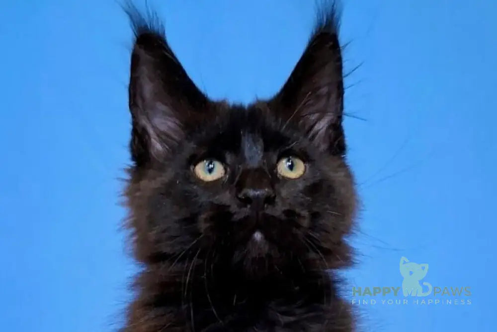 Bastet Maine Coon female black live animals