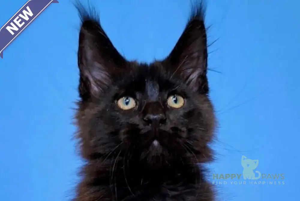 Bastet Maine Coon female black live animals