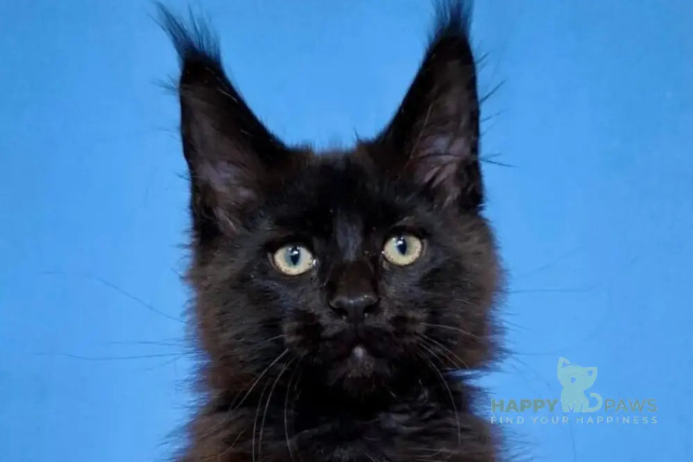 Bastet Maine Coon female black live animals