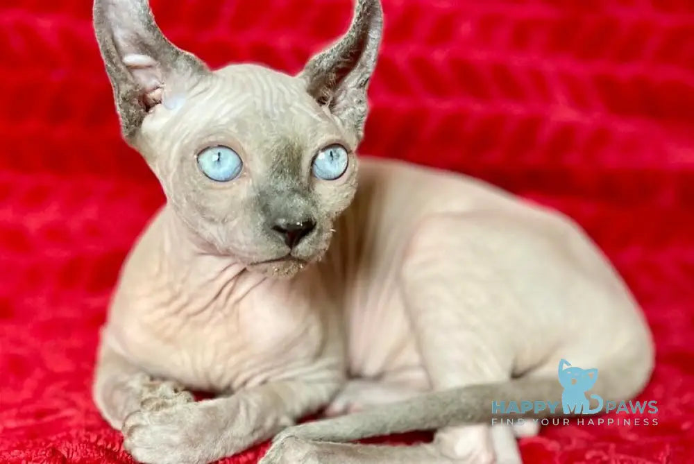 Bastian Elf male blue - live animals