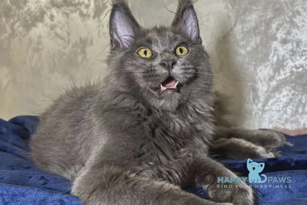 Bastin Maine Coon male blue - live animals