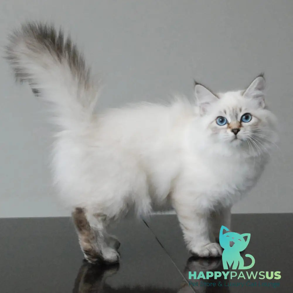 Basya Siberian female black tabby pointed - live animals
